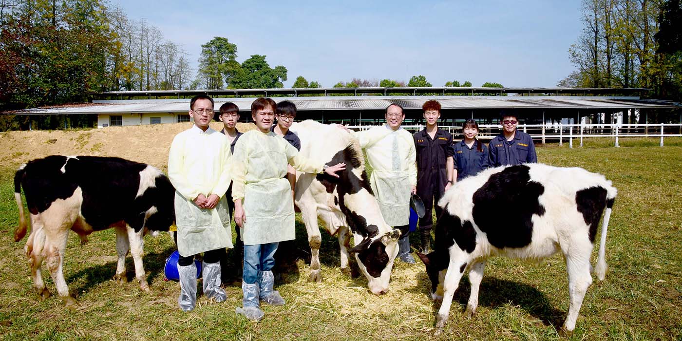 Holstein Friesian-Taiwan Yellow: NPUST Sees New Breed with ST Technology