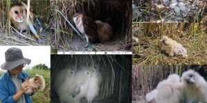 Creating an Ecological Blueprint for Grass Owl Conservation