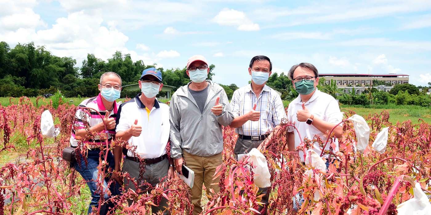 NPUST Exclusive! Department Plant Industry Successfully Develops Quinoa and Taiwan Quinoa Hybrid