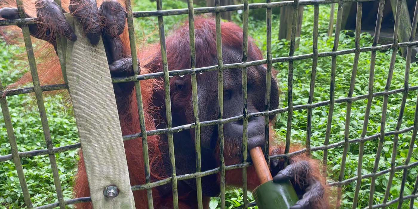 Rescue Center Apes Enjoy Handmade Fruit-bars on Orangutan Day