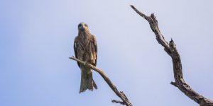 2022 Joint Survey Shows New High for Taiwan Black Kite Population
