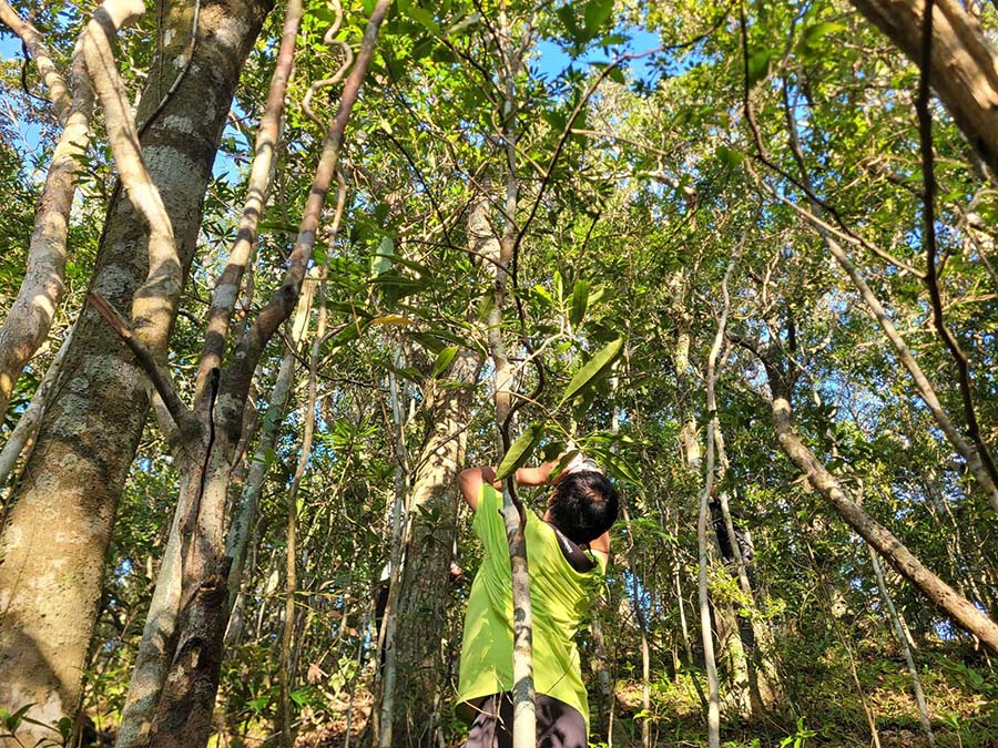 NPUST Promotes Two New Under-Forest Economic Crops